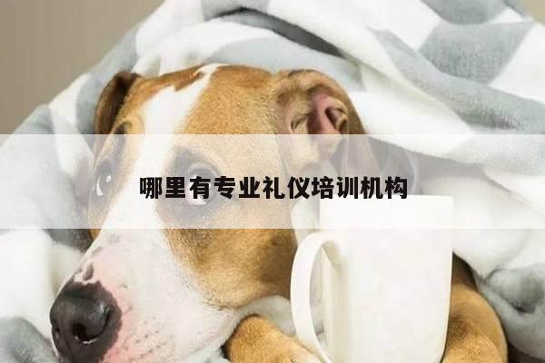 哪里有专业礼仪培训机构