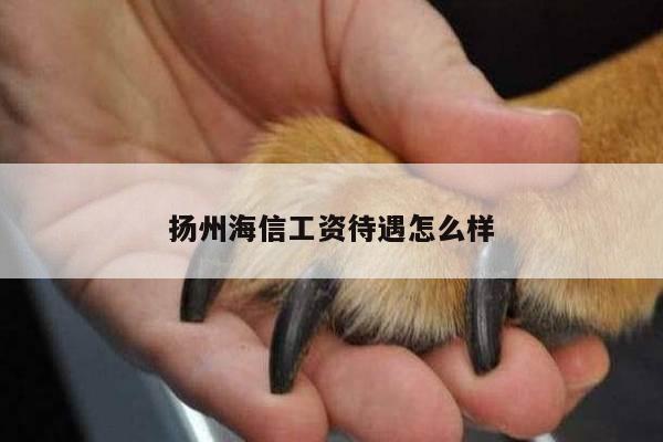 扬州海信工资待遇怎么样