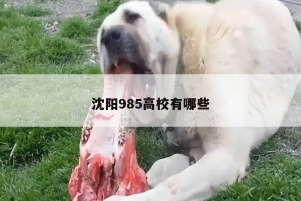 沈阳985高校有哪些