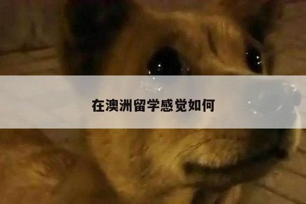 在澳洲留学感觉如何