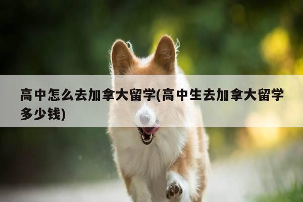 高中怎么去加拿大留学(高中生去加拿大留学多少钱)