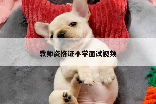 教师资格证小学面试视频