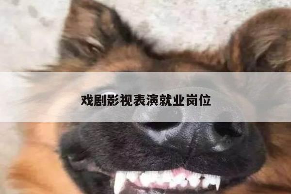 戏剧影视表演就业岗位