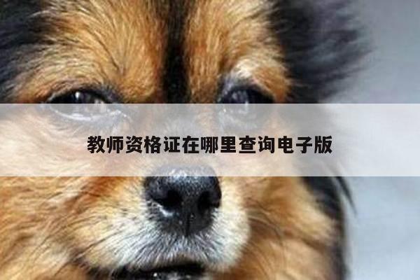 教师资格证在哪里查询电子版