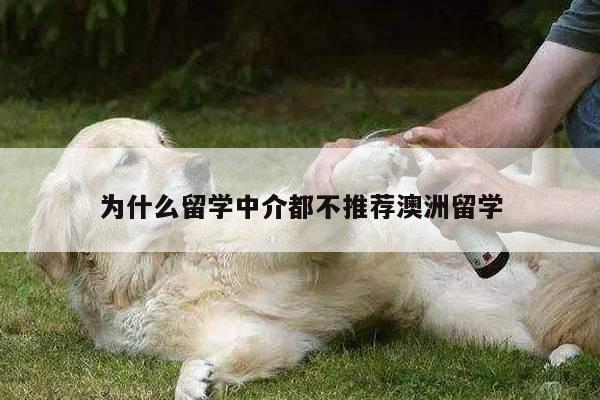 为什么留学中介都不推荐澳洲留学
