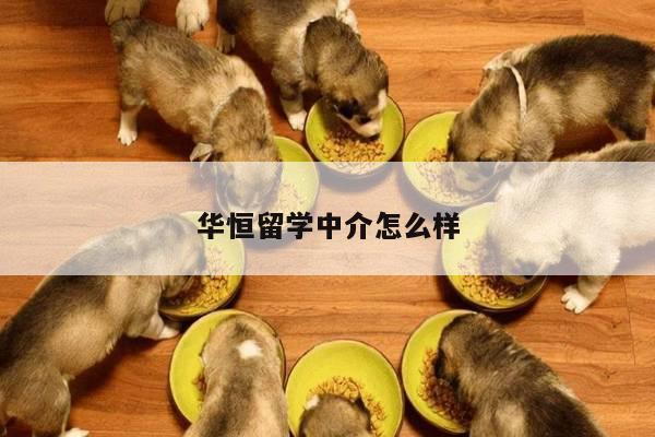 华恒留学中介怎么样