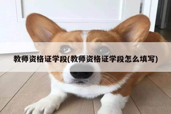 教师资格证学段(教师资格证学段怎么填写)