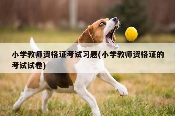 小学教师资格证考试习题(小学教师资格证的考试试卷)