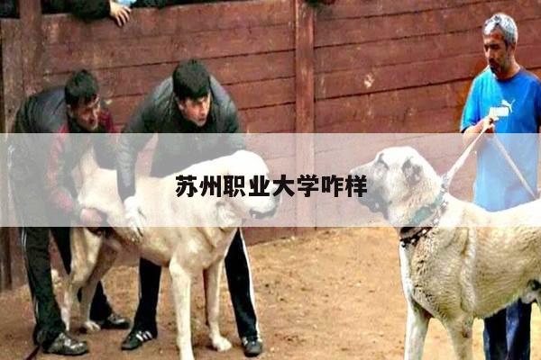 苏州职业大学咋样