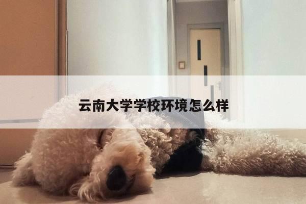 云南大学学校环境怎么样