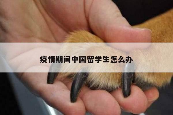 疫情期间中国留学生怎么办