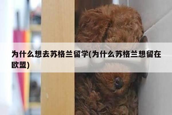 为什么想去苏格兰留学(为什么苏格兰想留在欧盟)