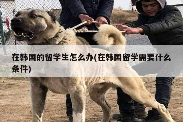 在韩国的留学生怎么办(在韩国留学需要什么条件)