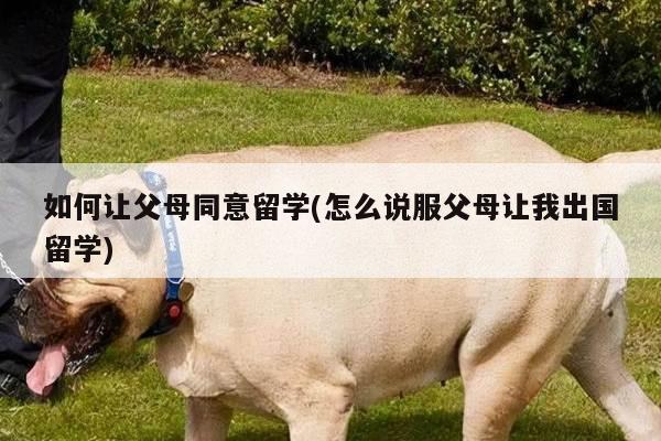 如何让父母同意留学(怎么说服父母让我出国留学)