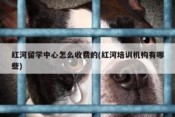 红河留学中心怎么收费的(红河培训机构有哪些)