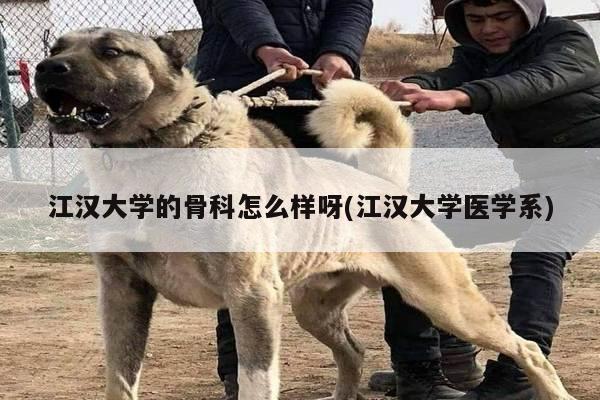 江汉大学的骨科怎么样呀(江汉大学医学系)