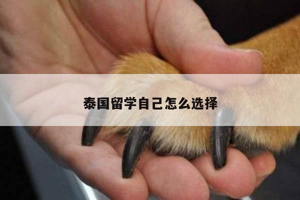 泰国留学自己怎么选择