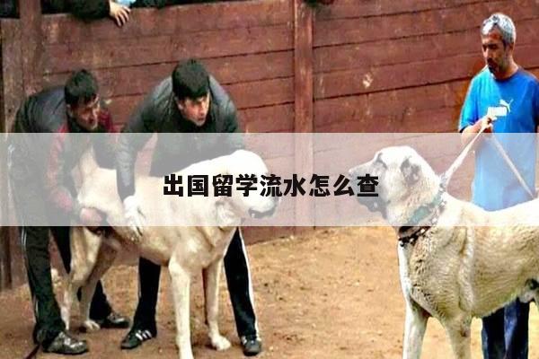 出国留学流水怎么查