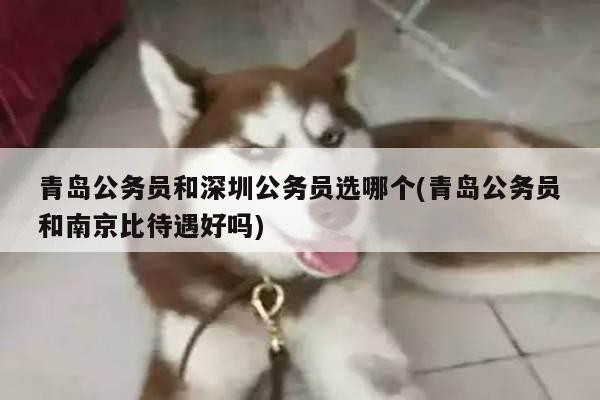 青岛公务员和深圳公务员选哪个(青岛公务员和南京比待遇好吗)