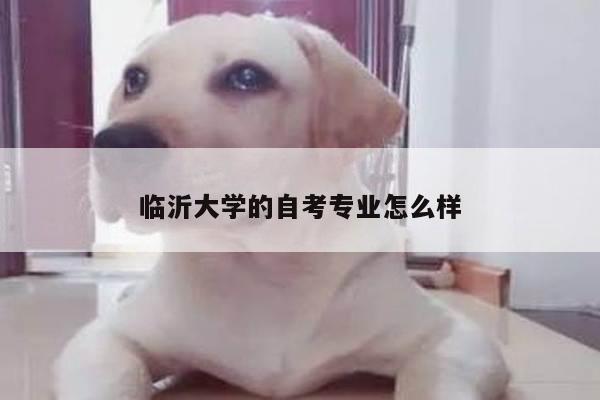 临沂大学的自考专业怎么样