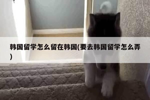 韩国留学怎么留在韩国(要去韩国留学怎么弄)