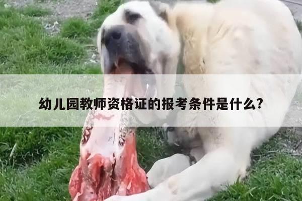 幼儿园教师资格证的报考条件是什么?