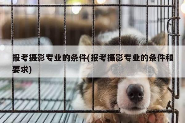 报考摄影专业的条件(报考摄影专业的条件和要求)