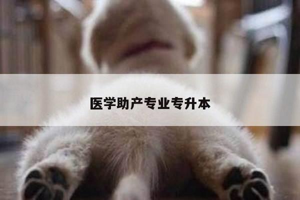 医学助产专业专升本