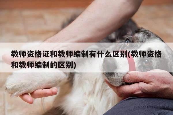 教师资格证和教师编制有什么区别(教师资格和教师编制的区别)
