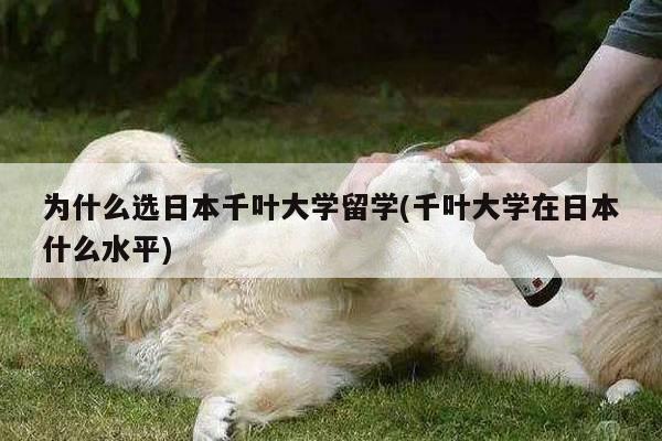 为什么选日本千叶大学留学(千叶大学在日本什么水平)