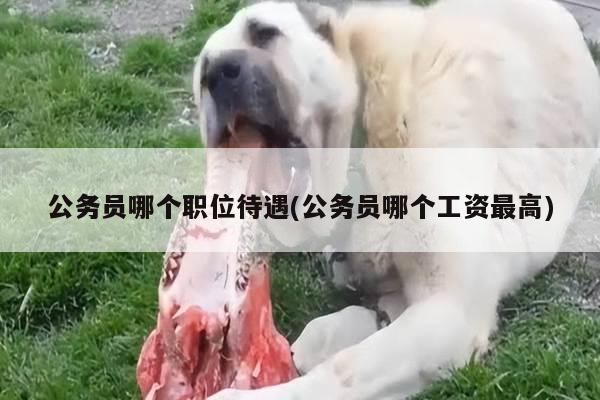 公务员哪个职位待遇(公务员哪个工资最高)