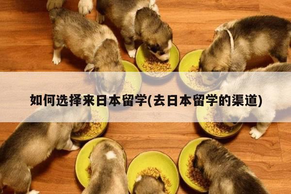 如何选择来日本留学(去日本留学的渠道)