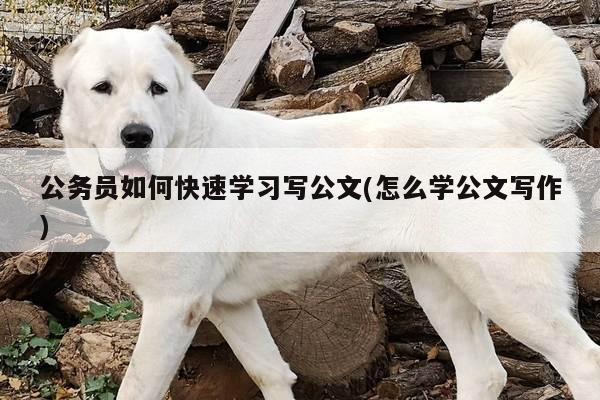 公务员如何快速学习写公文(怎么学公文写作)