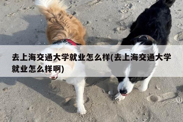 去上海交通大学就业怎么样(去上海交通大学就业怎么样啊)
