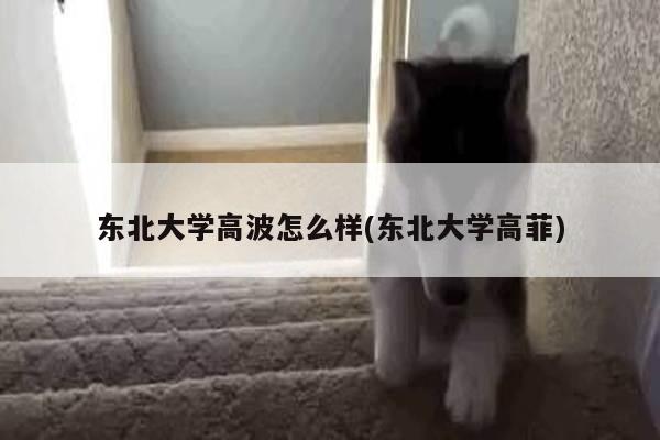 东北大学高波怎么样(东北大学高菲)