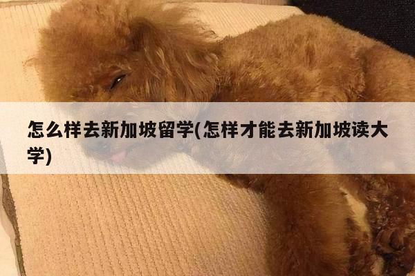 怎么样去新加坡留学(怎样才能去新加坡读大学)