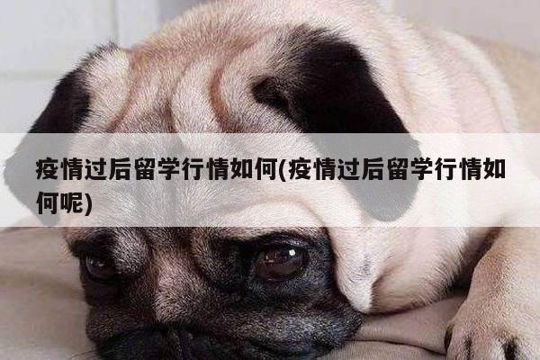 疫情过后留学行情如何(疫情过后留学行情如何呢)