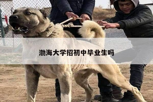 渤海大学招初中毕业生吗