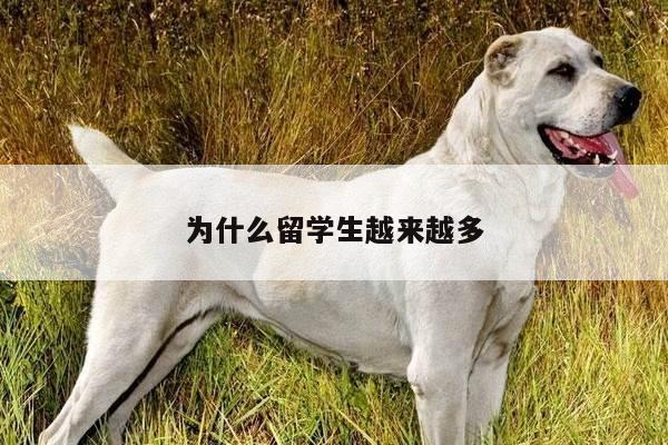 为什么留学生越来越多