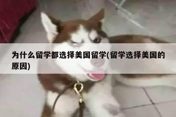 为什么留学都选择美国留学(留学选择美国的原因)