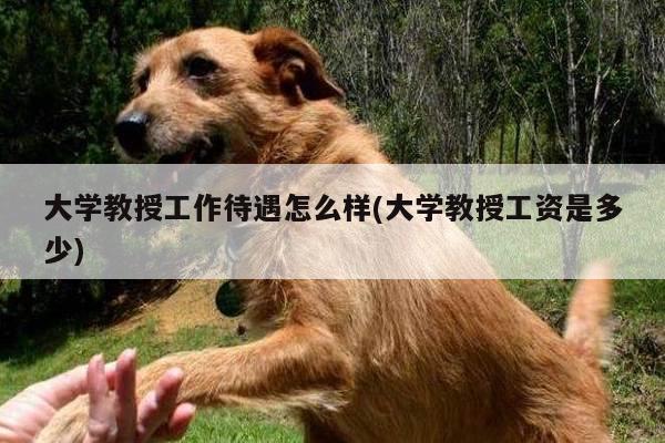 大学教授工作待遇怎么样(大学教授工资是多少)