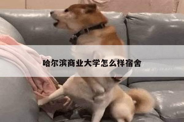 哈尔滨商业大学怎么样宿舍