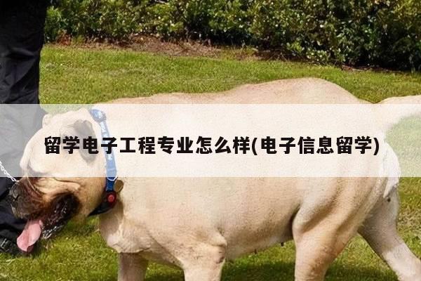 留学电子工程专业怎么样(电子信息留学)