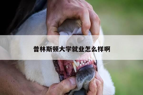 普林斯顿大学就业怎么样啊