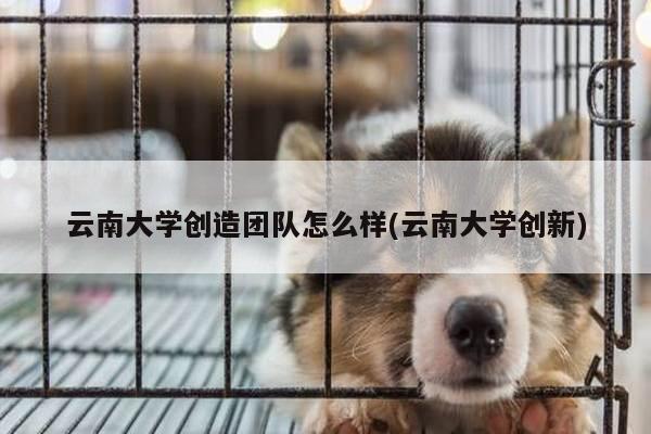 云南大学创造团队怎么样(云南大学创新)