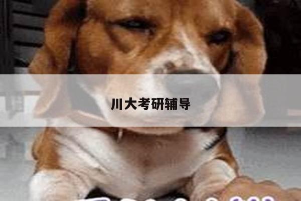 川大考研辅导