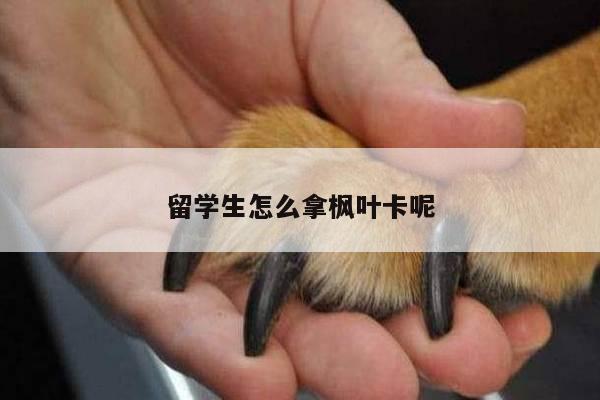 留学生怎么拿枫叶卡呢
