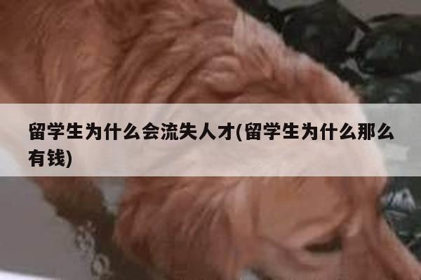 留学生为什么会流失人才(留学生为什么那么有钱)