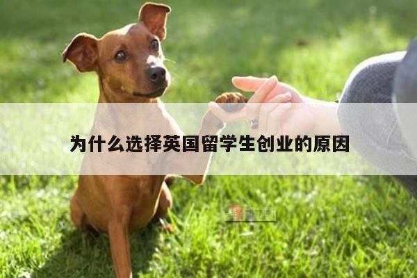 为什么选择英国留学生创业的原因