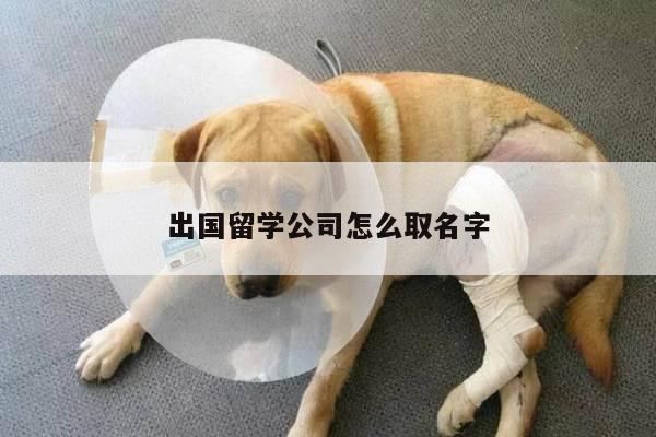 出国留学公司怎么取名字